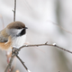 A boreal chickadee who won’t have habitat in Acadia National Park by 2050 if climate change continues unchecked.